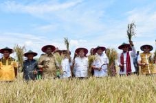 Panen Raya, Novanto...