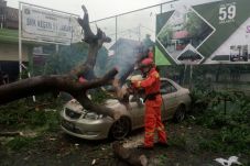 Waspadai Pohon Tumbang...