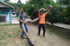 Warga Merangin Tangkap...