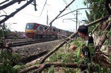 KCI Klaim Pohon Tumbang...