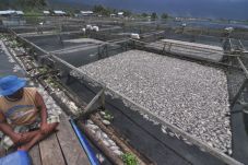 100 Ton Ikan Mati di...