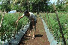 Cuaca Ekstrem, Petani...