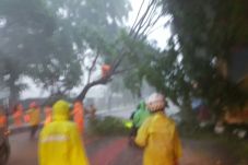 Pohon Tumbang, Masyarakat...