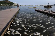 Ribuan Ikan di Bogor...