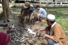 Ribuan Ikan Warga Mati...