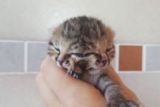Anak Kucing Berwajah...