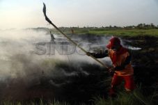 Pantau Ekosistem Gambut,...