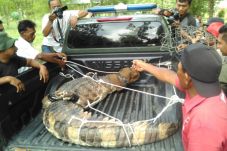 Buaya Sepanjang 3 Meter...