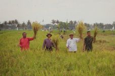 Akhir Tahun, Hasil Panen...
