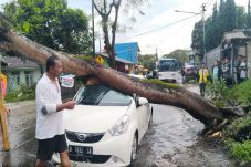 Pohon Tumbang Timpa...