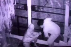 Komplotan Pencuri Burung...