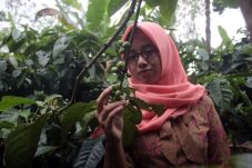 Pasar Ekspor Kopi Asal...
