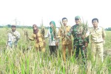 Panen Raya, Stok Padi...