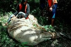 Buaya Raksasa Akhirnya...