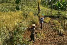 Masa Peceklik, Petani...