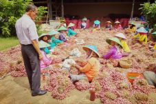 Kementan Beli Bawang...
