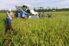 Petani Halmahera Utara...