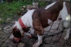Diserang Dua Anjing...
