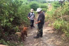 Anjing Kintamani Diterjunkan...