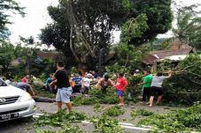 Tertimpa Pohon Tumbang,...