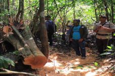 Kayu di Suaka Margasatwa...