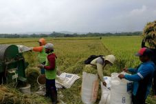 Rencana Impor Beras...