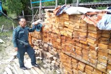 590 Batang Kayu Ilegal...