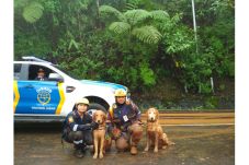 Anjing Pelacak Berpengalaman...