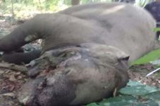 Gajah Way Kambas Ditemukan...