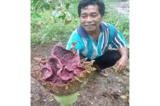 Heboh, Warga Merangin...