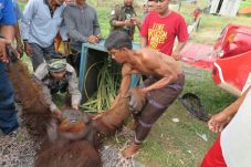 Kelaparan, Orangutan...