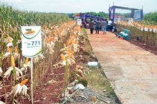 Produksi Jagung di Lamongan...