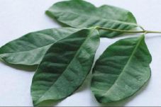 3 Daun Herbal Ini Bisa...