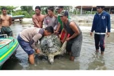 Penyu Hijau Langka Tersangkut...