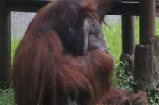 Orangutan Bonbin Bandung...