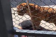 Harimau Bonbin China...
