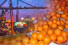 Beras dan Jeruk Mandarin...