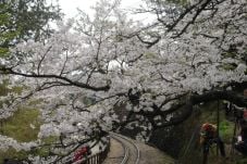 Menikmati Sakura di...