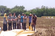 Banjir dan Hama, Panen...
