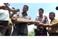 Tulang Belulang Zaman...