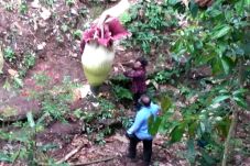 2 Turis Asing Merusak...