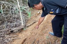 Jejak Harimau Sumatera...