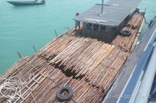 Bawa Kayu Bakau ke Singapura,...