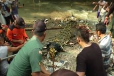 Buaya Peliharaan Lepas...