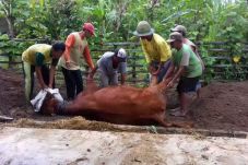 Tujuh Sapi di Blitar...