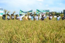Panen Berkurang 70%,...