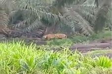 3 Harimau Sumatera Mengamuk,...