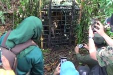 Dokter Periksa Harimau...