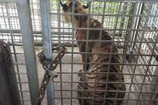 Perilaku Tak Lazim Harimau...