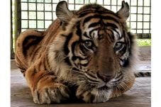 Kasihan, Harimau Bonita...